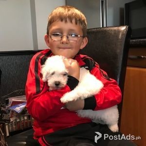 Female Bichon Frise Pup | PostAds PH