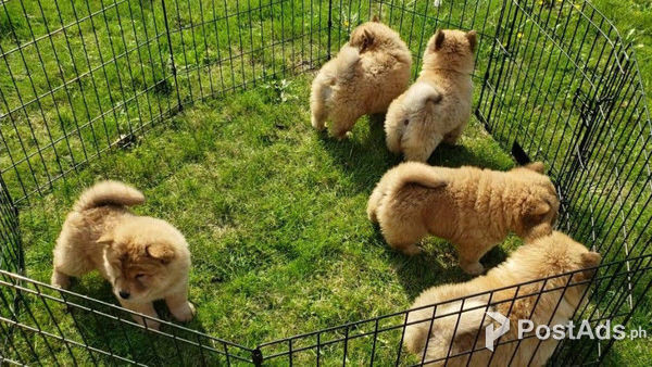 Very Playful Chow Chow Pups For Sale