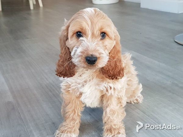 Cockapoo Puppies Available