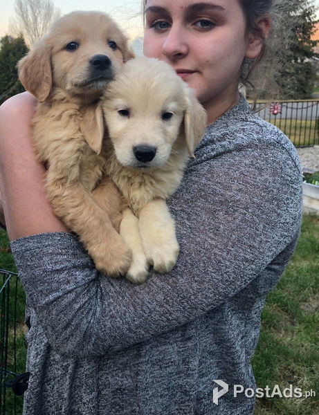 Male and Female Golden Retriever Puppies Available