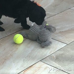Jackapoo Pups | PostAds PH