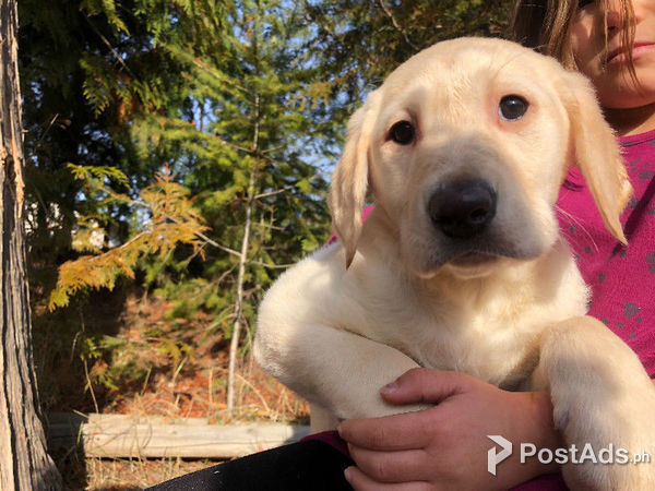 Home Trained Labrador Retriever Puppies