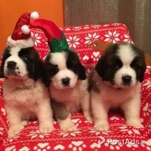 Kc Registered Saint Bernard Puppys | PostAds PH