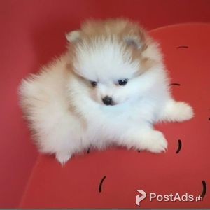 Beautiful Pomeranian Puppies | PostAds PH