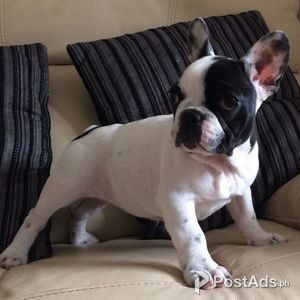 Gian French Bulldog Pups | PostAds PH