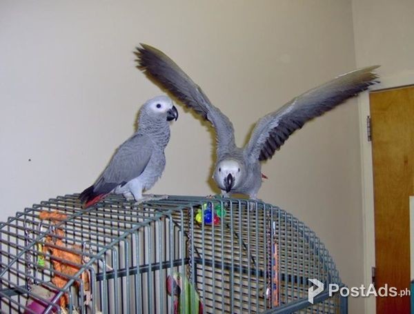 Talker African Grey Parrots