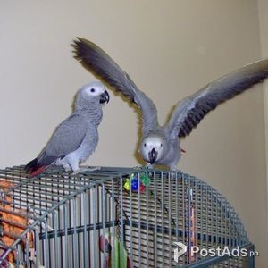 Talker African Grey Parrots | PostAds PH