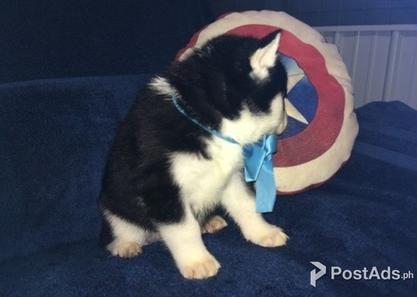 Siberian husky puppies