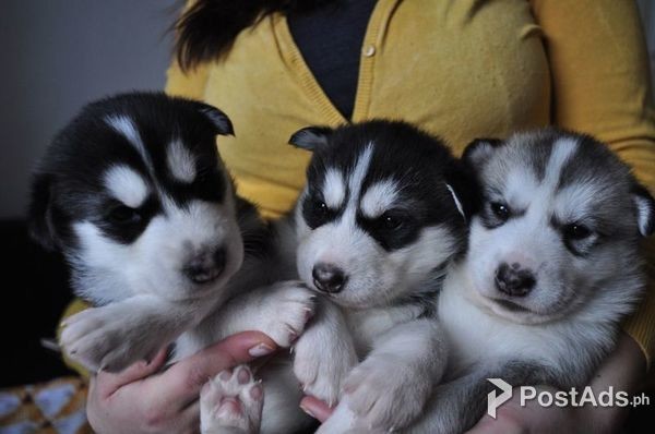 Siberian Husky Puppys