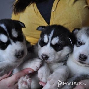 Siberian Husky Puppys | PostAds PH