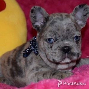 French Bulldogs Dwkc Registered | PostAds PH