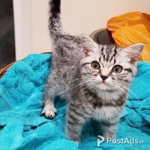 Black Silver Spotted British Shorthair | PostAds PH