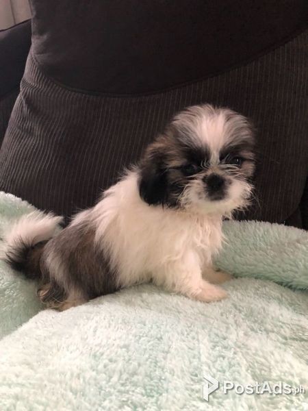Shih Tzu Pups