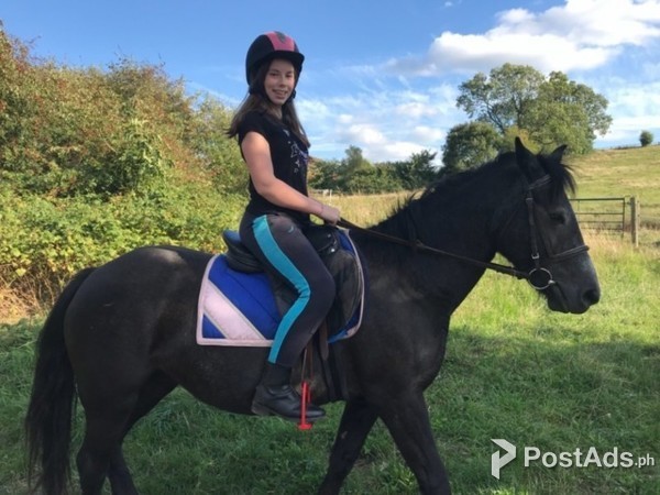 Conamara Pony