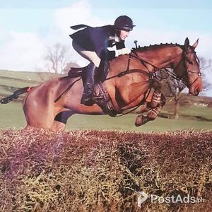 Stunning Irish Sport Horse | PostAds PH