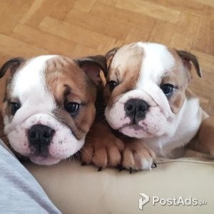 ENGLISH BULLDOG PUPPIES FOR NEW HOMES | PostAds PH