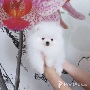 Available Pomeranian pups for new homes | PostAds PH