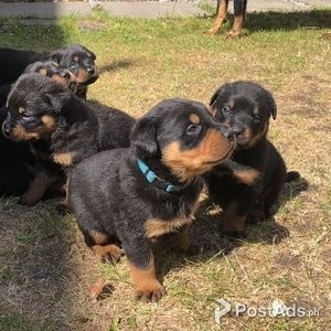 Lovely and cute Rottweiler puppies available. | PostAds PH
