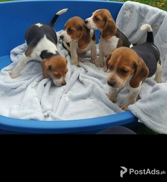 TOP QUALITY HOME REARED BEAGLE PUPPIES