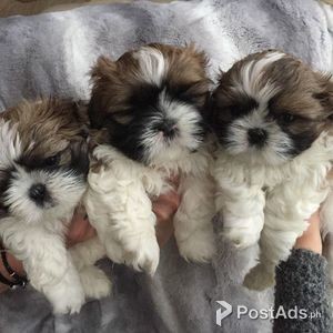 HAPPY AND PLAYFUL SHIH TZU PUPS READY | PostAds PH