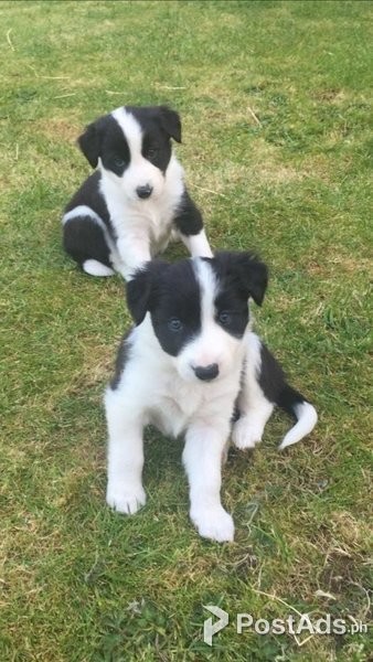 BORDER COLLIE PUPPIES AVAILABLE