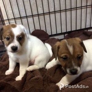 CUTE JACK RUSSELL PUPPIES FOR ADOPTION | PostAds PH