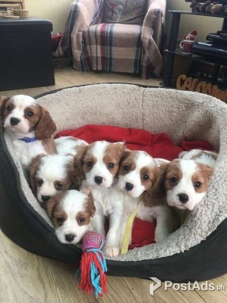 Affectionate Cavalier King Charles Spaniel puppies for Sale