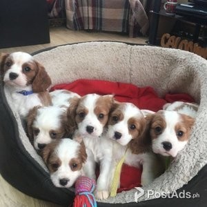 Affectionate Cavalier King Charles Spaniel puppies for Sale | PostAds PH