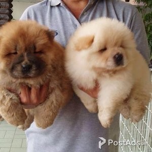 Chow chow puppies ready now | PostAds PH