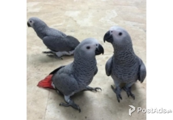 Adorable, Tame African Grey Parrots for Sale