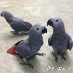 Adorable, Tame African Grey Parrots for Sale | PostAds PH