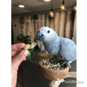 African Grey Parrots | PostAds PH