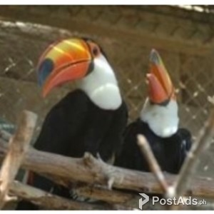 Breeding Pair of Toco Toucans for sale | PostAds PH