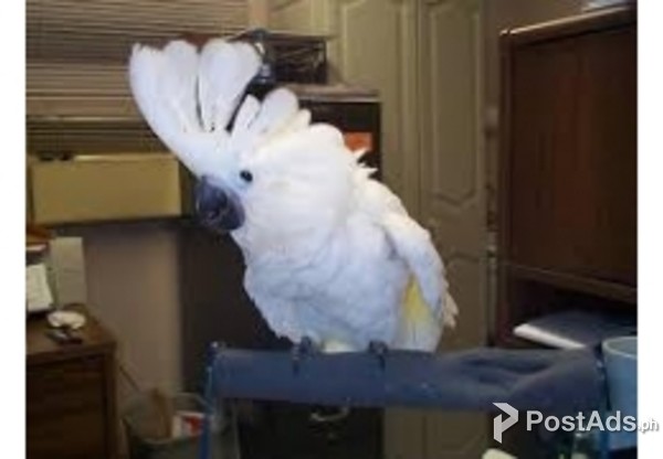 Very Friendly Cockatoo Parrots for Sale
