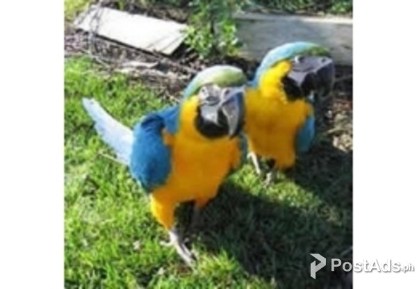 Talking Blue And Gold Macaws Parrots for Sale