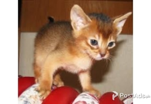 Abyssinian Kittens for Sale