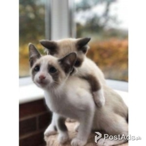 Beautiful Blue Eyed Snowshoe Kittens. | PostAds PH