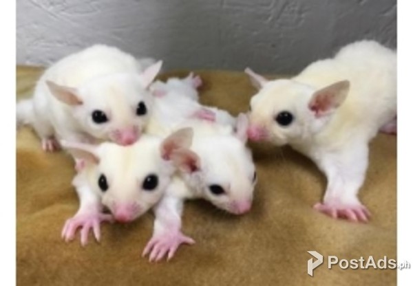 Sugar Gliders for sale