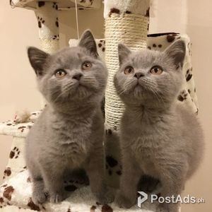 2018 Xmas British Shorthair Blue Boy kittens | PostAds PH