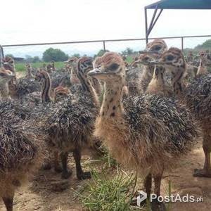 Quality parrots eggs,ostrich and parrots,chicks for sale | PostAds PH