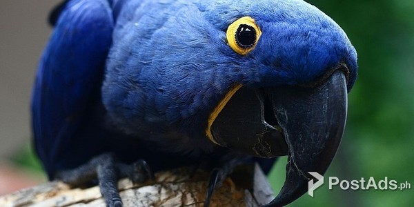 Available weaned hand fed Parrots and Ayam Cemani For Sale