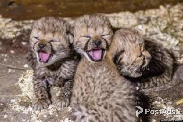 Cheetah Cubs, Lion Cubs And Tiger Cubs For Sale  