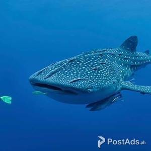 Cebu & Bohol Affordable Tour Packages and Van Rentals | PostAds PH