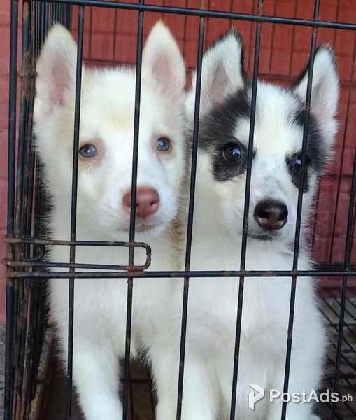 Pure Breed FEMALE Siberian Husky Puppy for sale