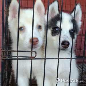 Pure Breed MALE Siberian Husky Puppy for sale | PostAds PH