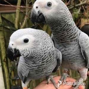 Buy African Grey,Hyacinths Macaw,Blue and Gold Macaws | PostAds PH