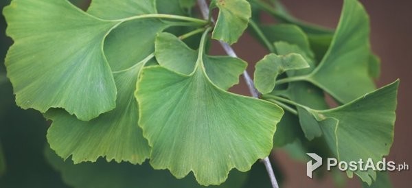 Ginkgo Biloba-:Benefits is the new status symbol these days