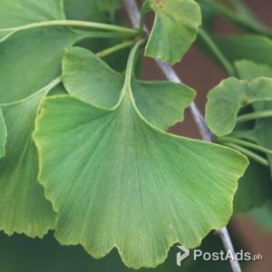 Ginkgo Biloba-:Benefits is the new status symbol these days | PostAds PH