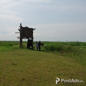 REDUCED PRICE!!! 8537sqm Ricefield in San Pedro-Morong-Rizal | PostAds PH