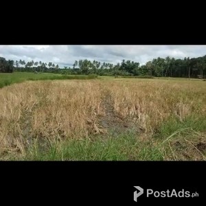 RICE FIELD FOR SALE | PostAds PH